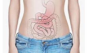 digestion assimilation